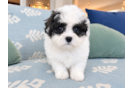 Cute Havapoo Poodle Mix Pup