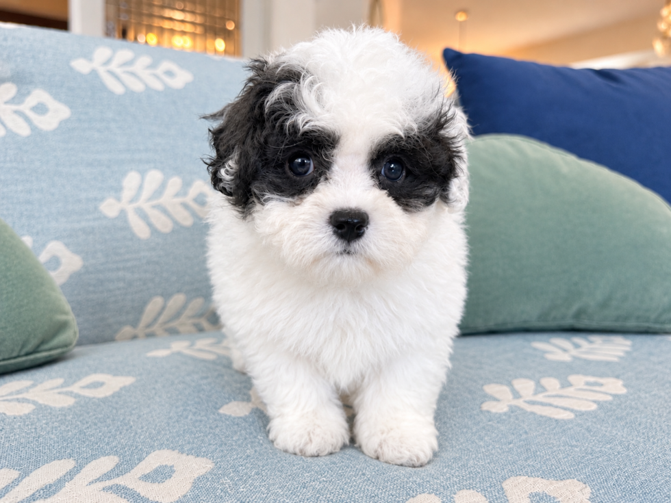 Cute Havapoo Poodle Mix Pup