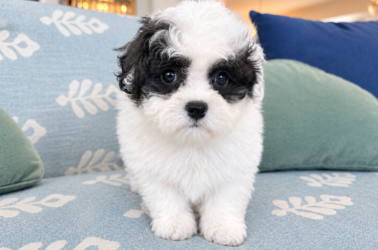 Cute Havapoo Baby