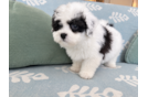 Cute Havadoodle Poodle Mix Puppy