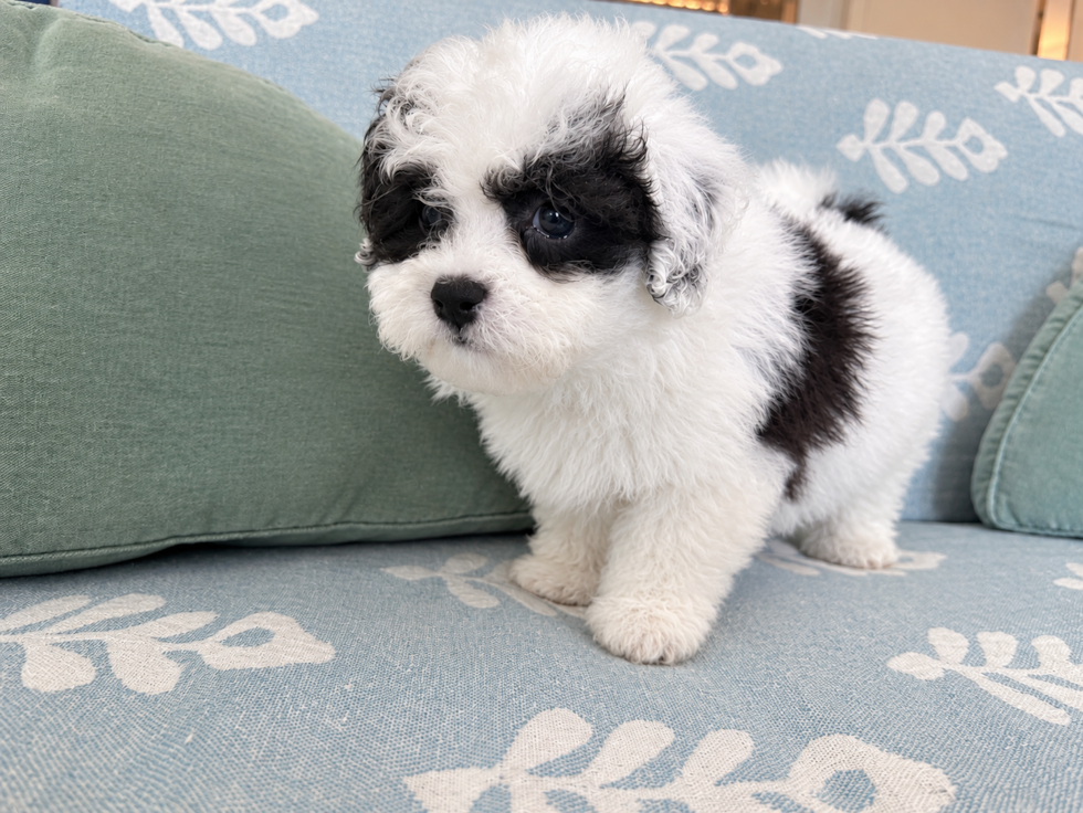 Cute Havadoodle Poodle Mix Puppy