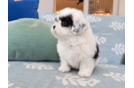 Havapoo Pup Being Cute