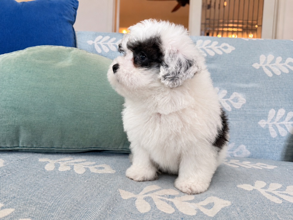 Havapoo Pup Being Cute