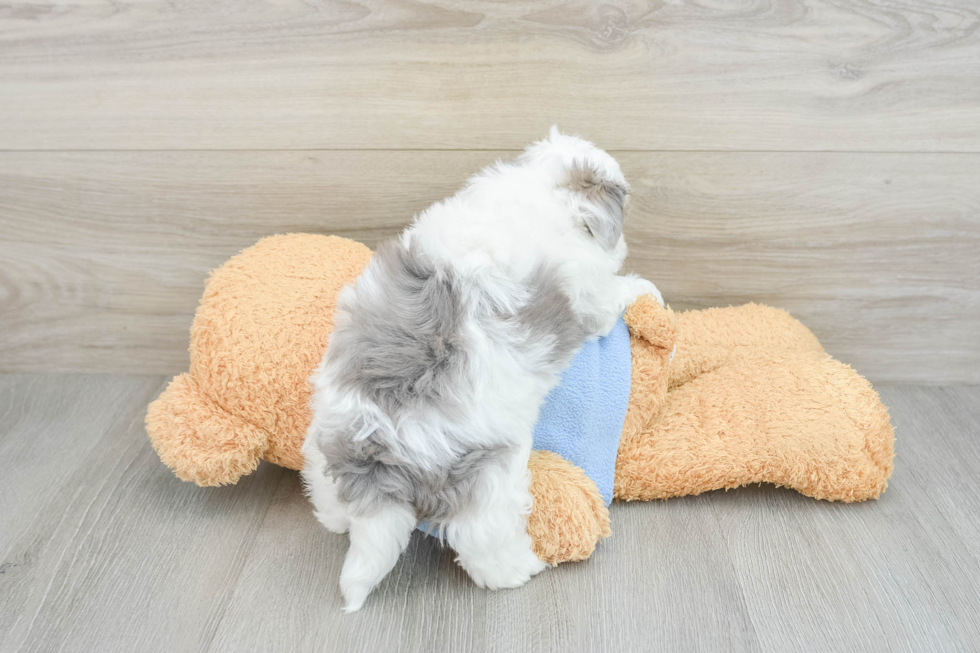 Adorable Havadoodle Poodle Mix Puppy