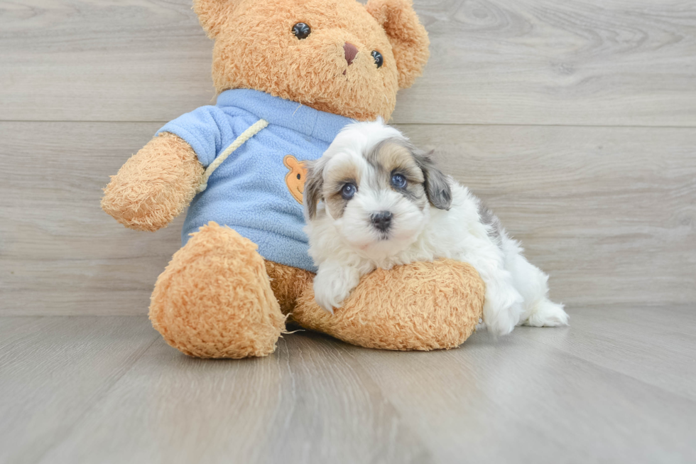 Fluffy Havapoo Poodle Mix Pup