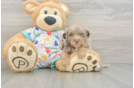 Adorable Havadoodle Poodle Mix Puppy