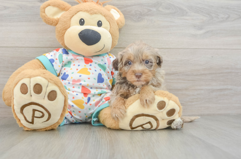 6 week old Havapoo Puppy For Sale - Seaside Pups