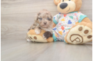 Small Havapoo Baby