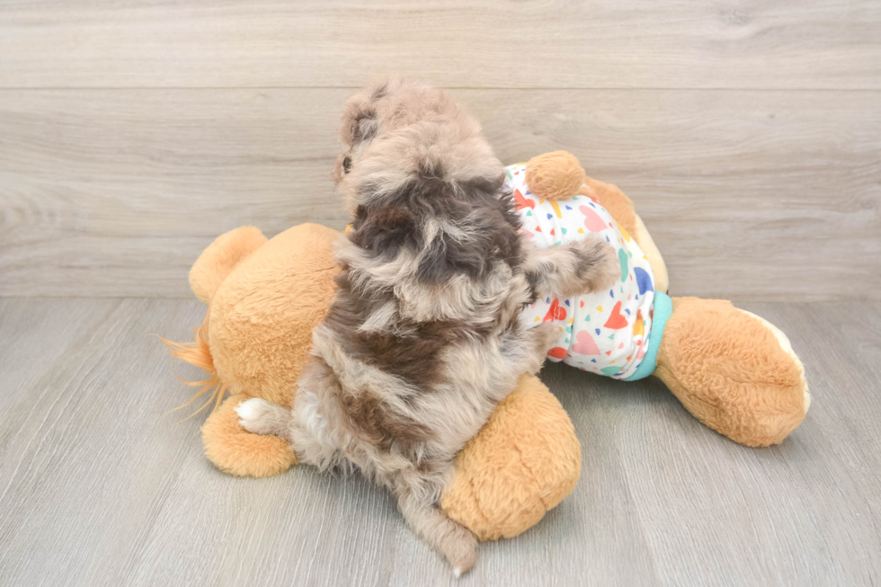 Sweet Havapoo Baby