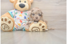 Small Havapoo Baby