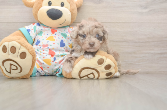 Small Havapoo Baby