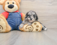 8 week old Havapoo Puppy For Sale - Seaside Pups