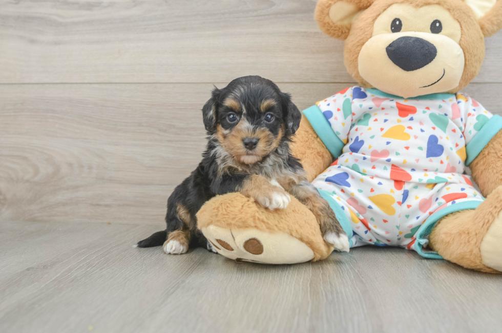 6 week old Havapoo Puppy For Sale - Seaside Pups