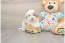 Havapoo Pup Being Cute