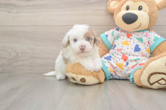 Havapoo Pup Being Cute