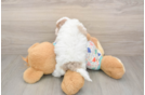 Hypoallergenic Havadoodle Poodle Mix Puppy
