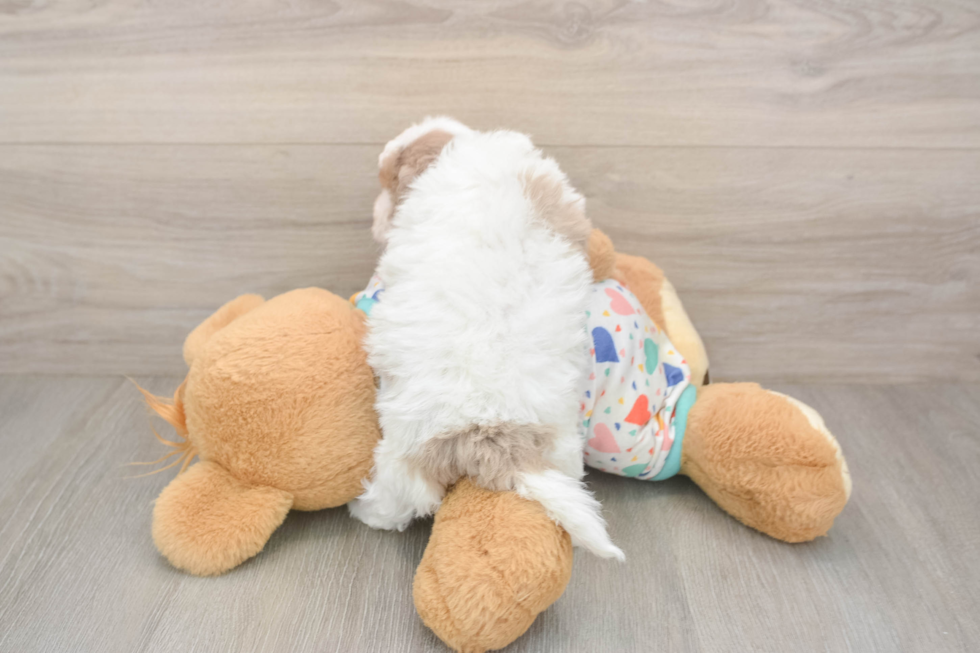 Hypoallergenic Havadoodle Poodle Mix Puppy