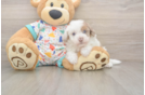 Smart Havapoo Poodle Mix Pup
