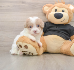 8 week old Havapoo Puppy For Sale - Seaside Pups