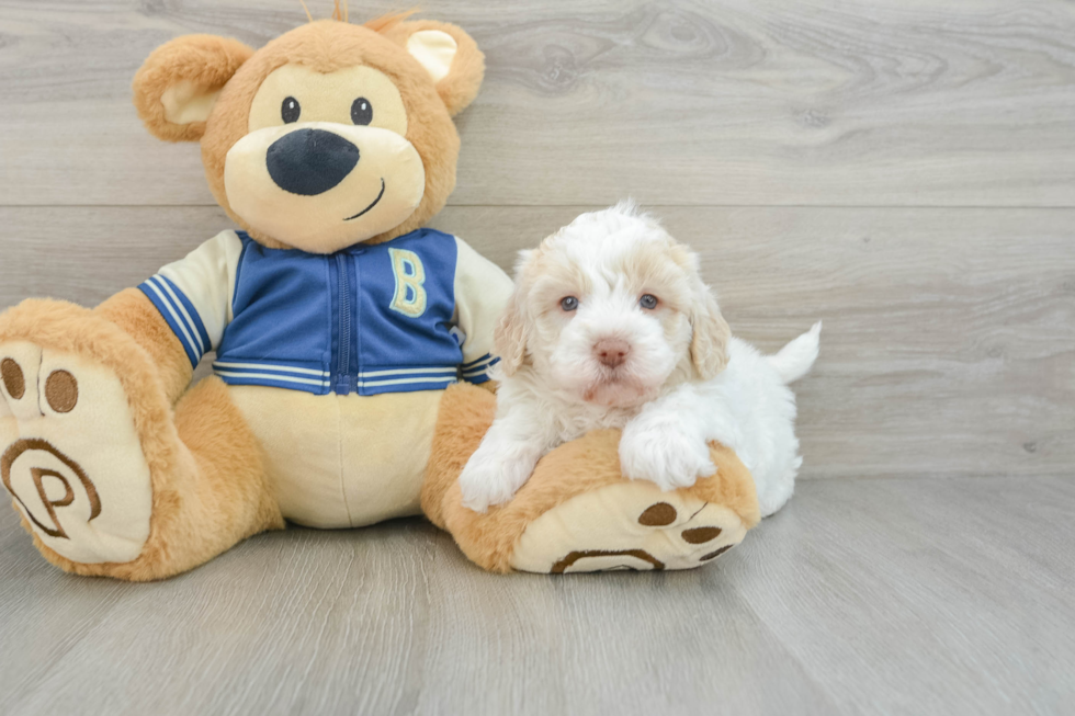 Popular Havapoo Poodle Mix Pup