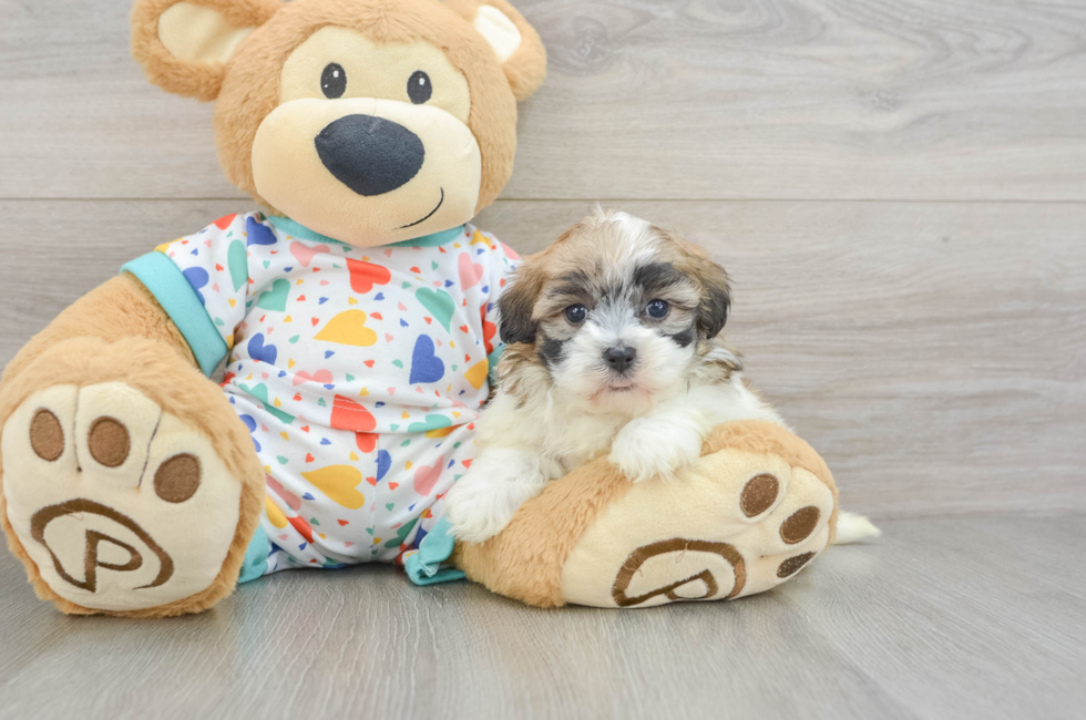 5 week old Havapoo Puppy For Sale - Seaside Pups