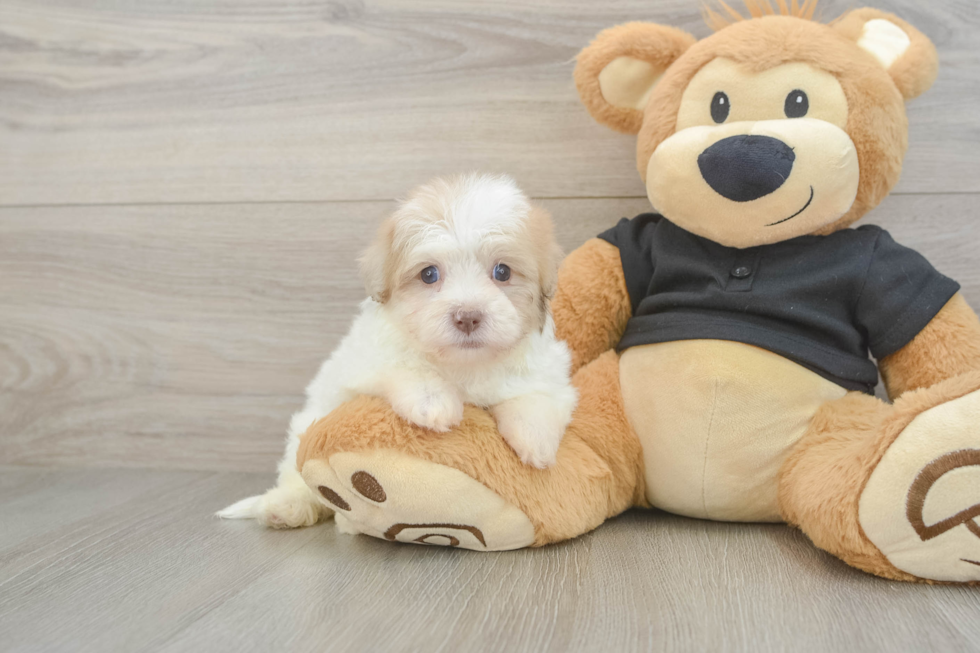 Petite Havapoo Poodle Mix Pup