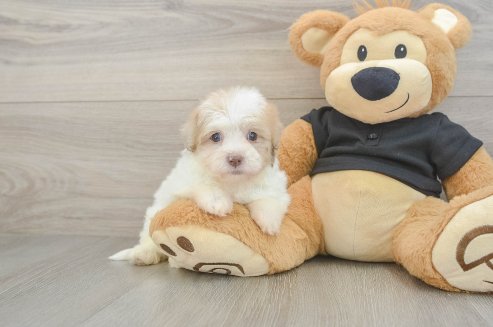 5 week old Havapoo Puppy For Sale - Seaside Pups