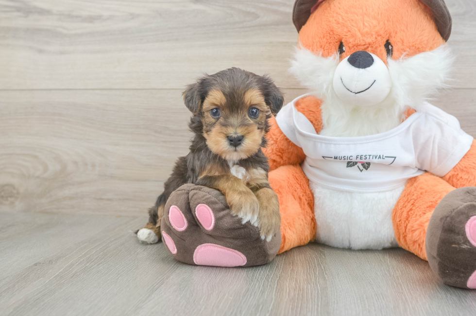 5 week old Havapoo Puppy For Sale - Seaside Pups