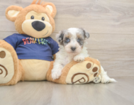 7 week old Havapoo Puppy For Sale - Seaside Pups