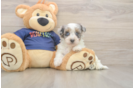 Little Havadoodle Poodle Mix Puppy