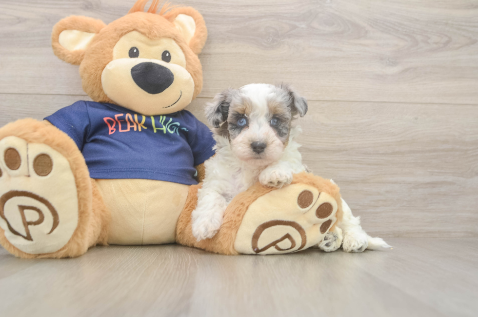 5 week old Havapoo Puppy For Sale - Seaside Pups