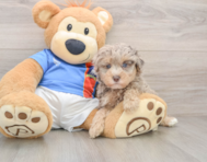 7 week old Havapoo Puppy For Sale - Seaside Pups