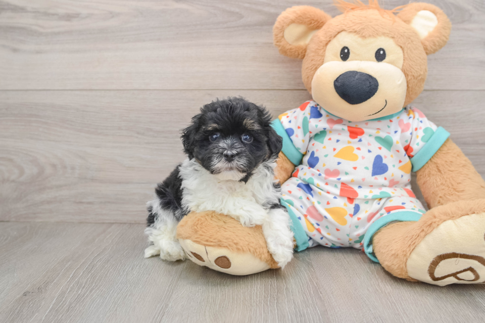 Petite Havapoo Poodle Mix Pup