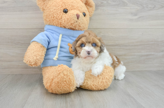 Petite Havapoo Poodle Mix Pup