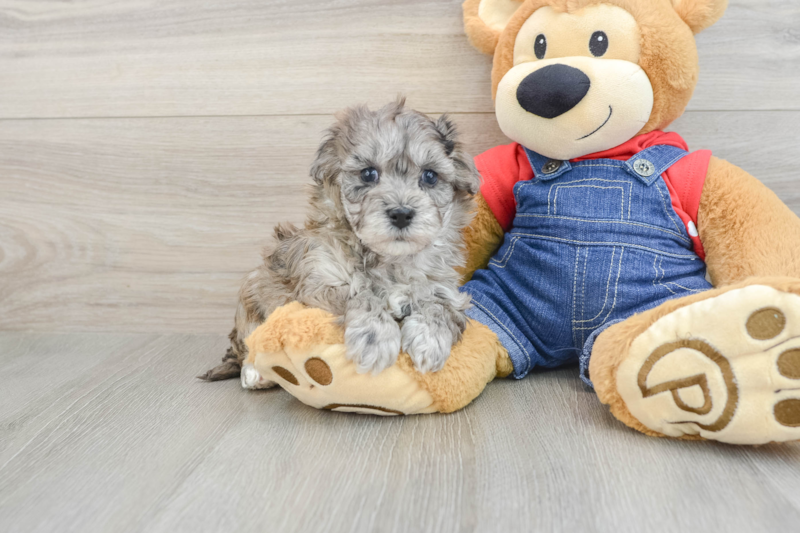 Meet Naive - our Havapoo Puppy Photo 1/3 - Seaside Pups
