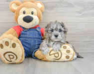 7 week old Havapoo Puppy For Sale - Seaside Pups
