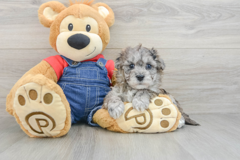 Meet Naive - our Havapoo Puppy Photo 3/3 - Seaside Pups