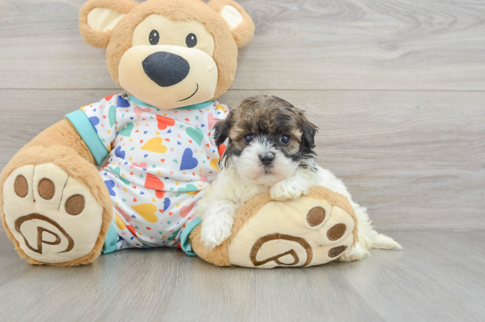 5 week old Havapoo Puppy For Sale - Seaside Pups