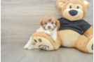 Funny Havapoo Poodle Mix Pup