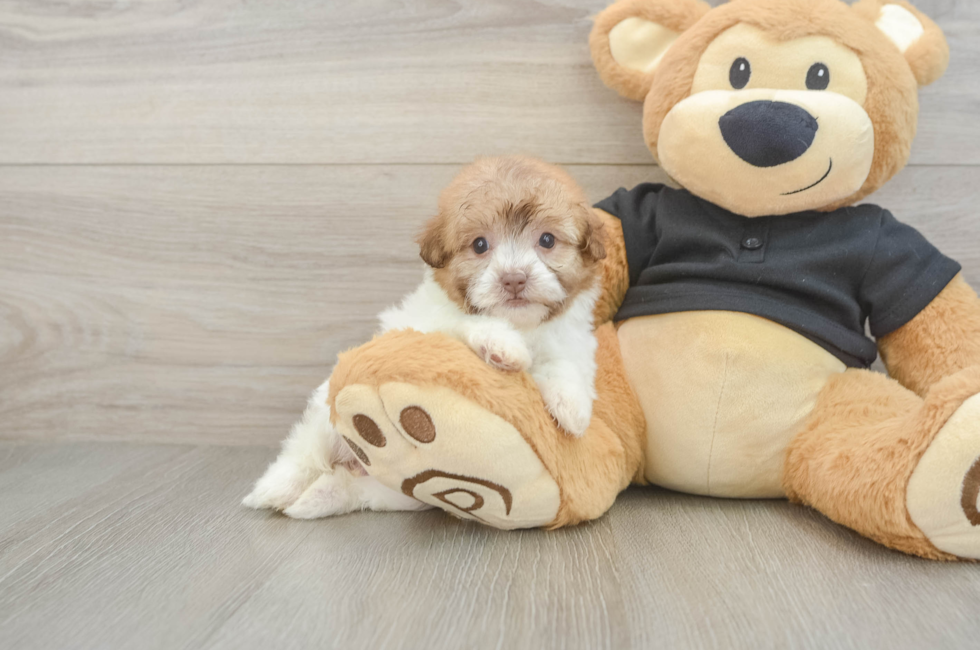 5 week old Havapoo Puppy For Sale - Seaside Pups