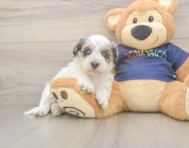 7 week old Havapoo Puppy For Sale - Seaside Pups