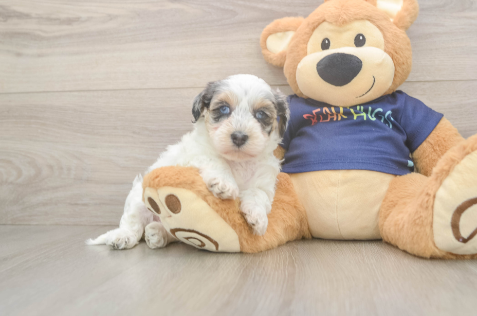 5 week old Havapoo Puppy For Sale - Seaside Pups