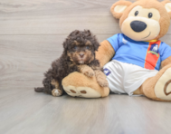 7 week old Havapoo Puppy For Sale - Seaside Pups