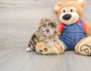 6 week old Havapoo Puppy For Sale - Seaside Pups