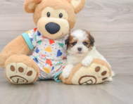 8 week old Havapoo Puppy For Sale - Seaside Pups