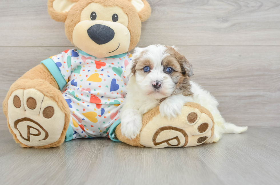 5 week old Havapoo Puppy For Sale - Seaside Pups