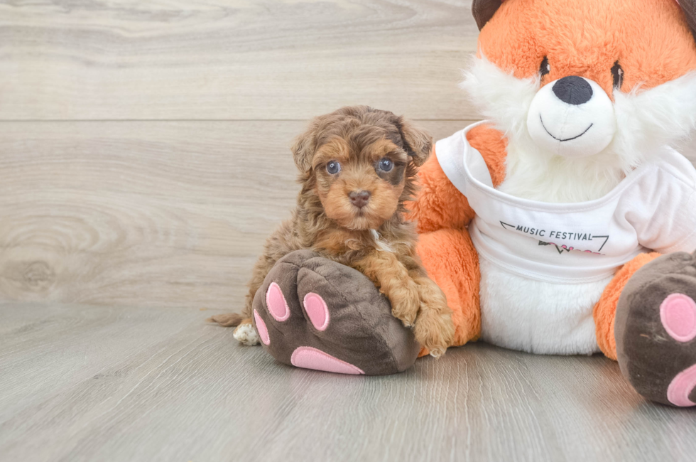 5 week old Havapoo Puppy For Sale - Seaside Pups