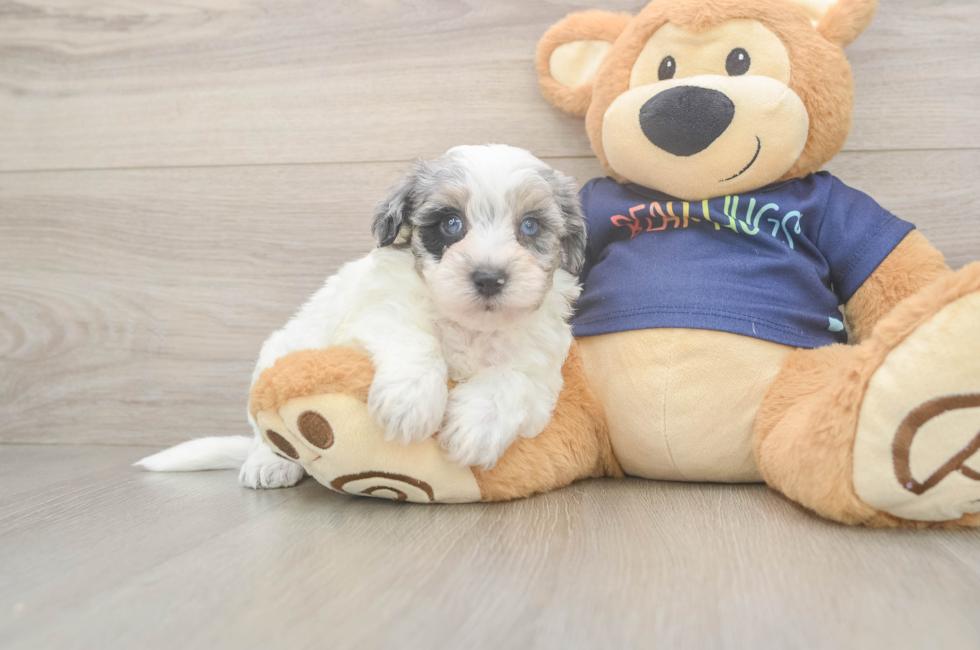 5 week old Havapoo Puppy For Sale - Seaside Pups