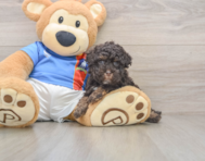 8 week old Havapoo Puppy For Sale - Seaside Pups