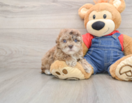 6 week old Havapoo Puppy For Sale - Seaside Pups